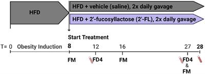 The Human Milk Oligosaccharide 2′-Fucosyllactose Alleviates Liver Steatosis, ER Stress and Insulin Resistance by Reducing Hepatic Diacylglycerols and Improved Gut Permeability in Obese Ldlr-/-.Leiden Mice